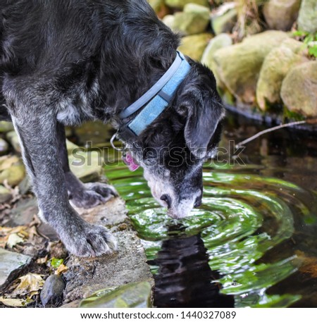 side view of old black dog drinking water from a pond refection and circle ripples made in the water stones background