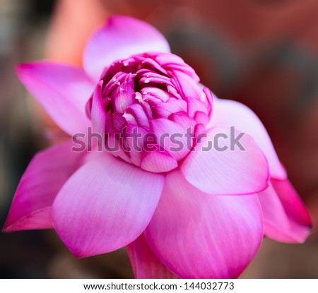 Pink fresh lotus bud flower. Selective focus on the front flower part.