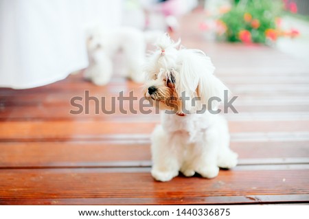 Cute puppy playing in the park and look at camera