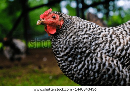 Chicken portrait closeup for homestead farm lifestyle.