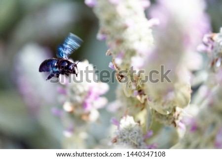 Xylocopa violacea, violet carpenter bee flying 
