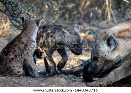 Spotted Hyena puppies at hide with mother