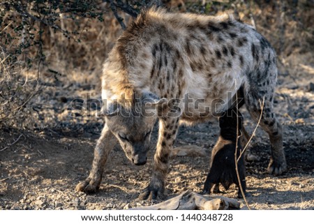 Spotted Hyena puppies at hide with mother
