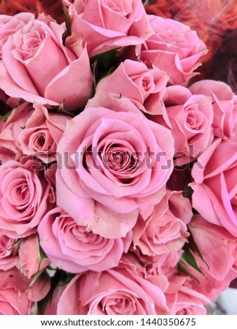 Roses background beautiful flowers wallpaper crop image for design 