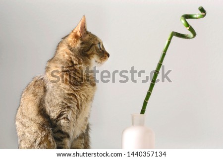 Short-haired brown striped cat looking at a bamboo branch