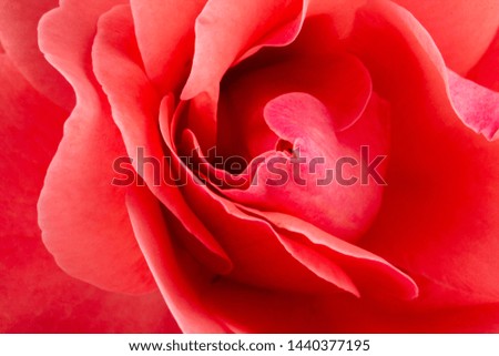Pink rose flower, close-up, macro, background low key