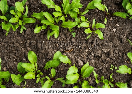 Image of young green leaves in garden bed. Picture with gardening, healthy food concept. Selective focus. Space for text.