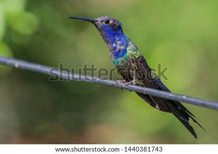 Swallow-tailed Hummingbird perched on wire 