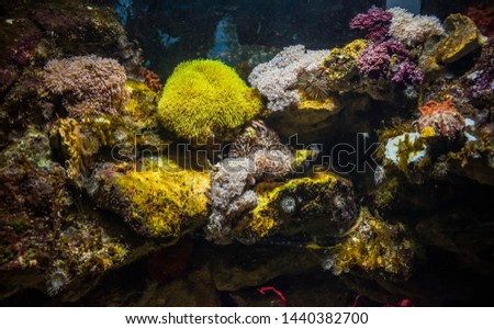 Underwater scene, Vibrant tropical coral reef.