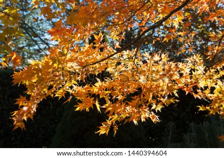 Autumn leaves nature background. Colorful fall foliage texture