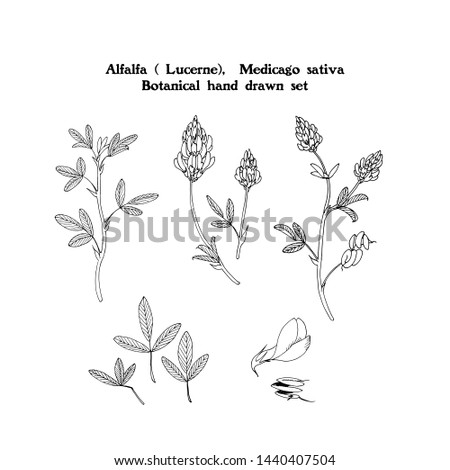 Vector hand drawn set of illustrations of Medicago sativa plant, Lucerne, Alfalfa with flowers, leaves, stems and beans, black and white drawing. Royalty-Free Stock Photo #1440407504