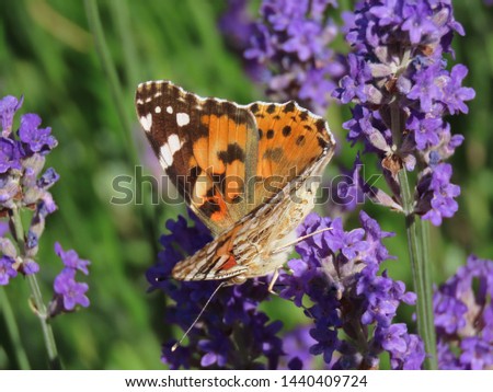 Orange butterfly "Painted lady" (Vanessa cardui) sitting on purple lavender flowers. Close up, sunny summer day. Save insects