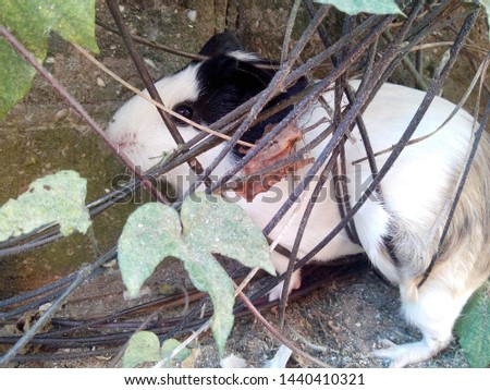 White, black and brown guinea pig between the branches and leaves of a vine
