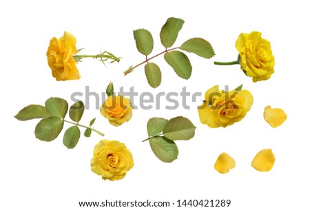 Set  of elements yellow roses, isolated on white background.