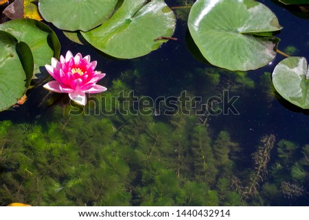 Pink water lilly flower blossoming and floating on the water and green lilli leaves and water plants close up. Sunny day.