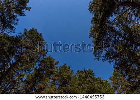 Crowns of tall trees against a clear bright blue sky in Russia