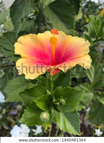 Beautiful Gumamela Flower in Orange and Pink Color