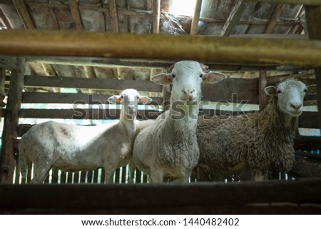 Goat animal Qurban Eid al-Adha Royalty-Free Stock Photo #1440482402