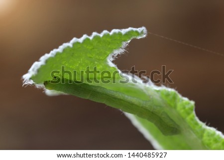 Macro picture of green caterpillar eating  rabbit ears plant Stachys byzantina or Lamb's Ears on morning soft light house garden backyard