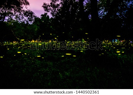 Firefly or Fireflies flying in the forest at night time in Prachinburi, Thailand. 