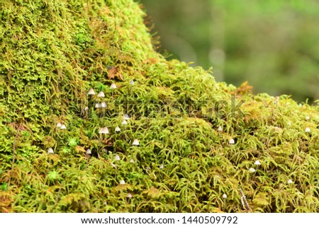 Green moss and small mushrooms