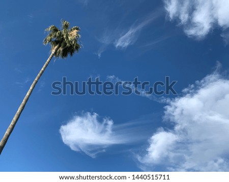 lonely palm tree reaching the sky