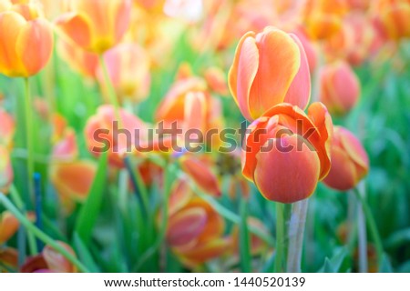 Tulips flower in the garden.Nature concept background.