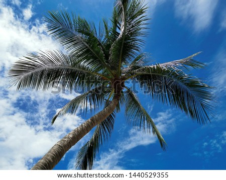 Coconut Palm Tree and Cloudy Blue Sky on a Hot Summer Day