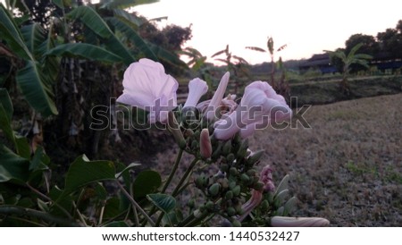 Ipomoea carnea flowers on the ricefield with sunset background