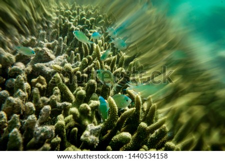 Nice coral reef fish in Indonesia