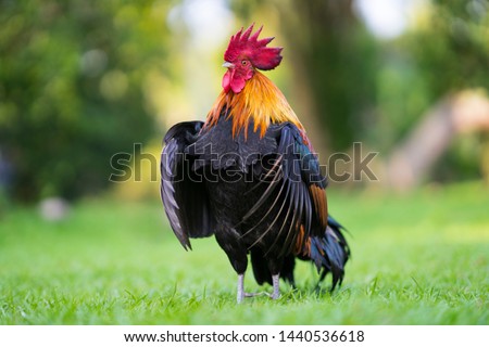 Beautiful Rooster standing on the grass in blurred nature green background.rooster going to crow. Royalty-Free Stock Photo #1440536618