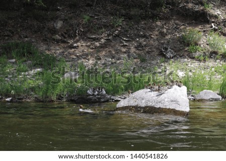 Incredibly beautiful landscape with a wild duck and chicks on the bank of the river "Belaya", Bashkir Republic, Russia.