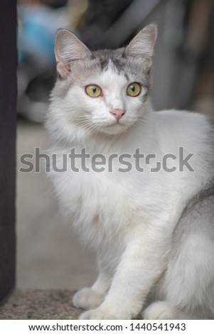 Female fluffy cat stare at things 