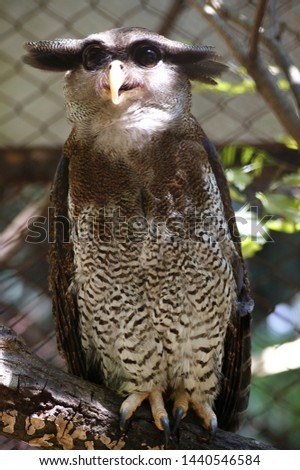 Cute owl eagle bird in the zoo