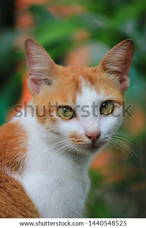 portrait cute friendly orange cat 