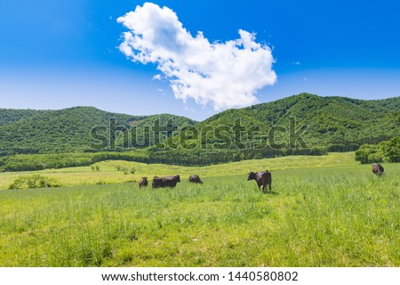 Stock farm.Spring plateau pastureland and grazing cattle Royalty-Free Stock Photo #1440580802