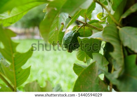 Green Fruits And Green Leaves Landscape.