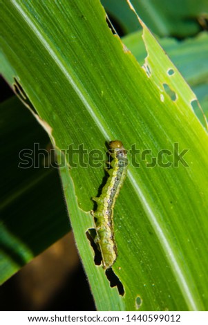 fall armyworm Spodoptera frugiperda on corn leaf. Corn leaves damage by worms