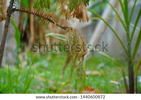 New Born Baby Leaves And Green Fruits. Green Background Landscape.