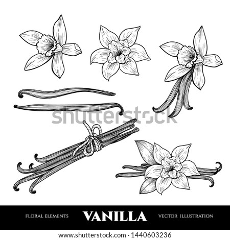 Vector vanilla  hand drawn sketch. Vintage style Royalty-Free Stock Photo #1440603236