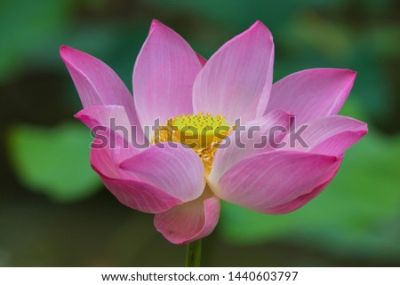 lotus flower isolated and green leave 