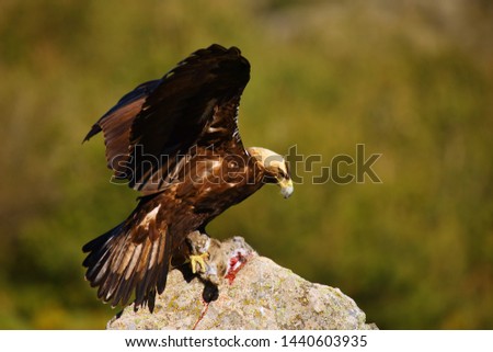 The Spanish imperial eagle (Aquila adalberti), also the Iberian imperial eagle, Spanish or Adalbert's eagle sitting on the rock. Imperial eagle  with mountains in the background with raised wings.