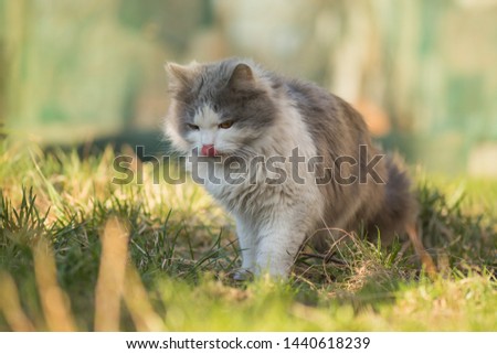 Cat in nature licking with tongue. Cat resting on the grass in summer. Cat with tongue sticking out.