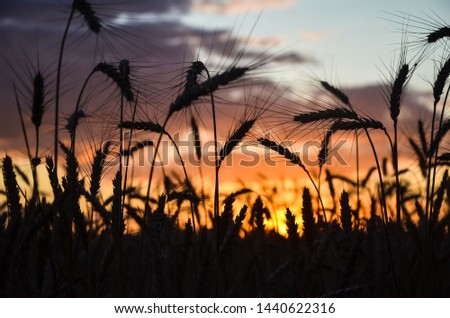 Wheat field on sunset background. Spikelet silhouette. 