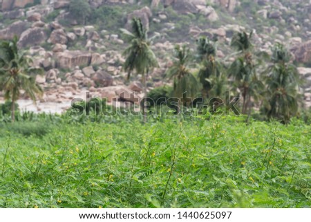 Random weeds growing in fields between harvest as a natural fertiliser in south India on a summer afternoon