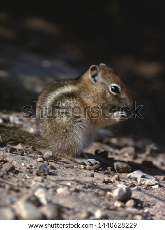 Golden-Mantled Ground Squirrel (Callospermophilus Lateralis)