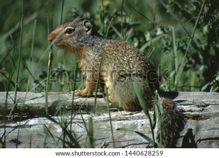 Columbian Ground Squirrel (Urocitellus Columbianus)