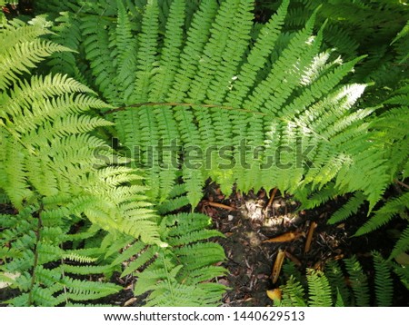 Beautiful of green tropical leaves, fern