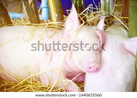 Piglet is sleeping in a pig farm.
