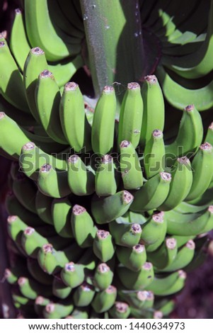 Banana Plantation on La Gomera. Canary Islands. Spain